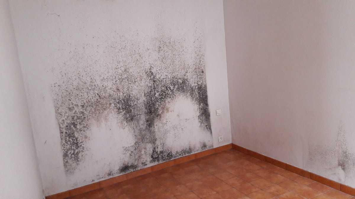 Moisissures - Expertise humidité à Épinal